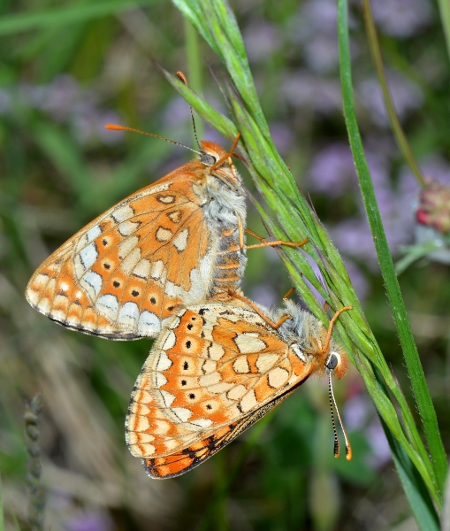 Euphydryas aurinia